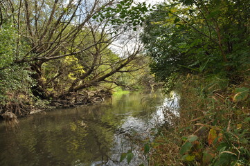 Wooded Creek