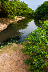 river in the forest