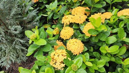  Ixora spp :  Orange-yellow-pink needle-shaped flowers with 4 lobes at the tip. The inflorescences...