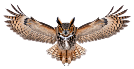 PNG A Great Horned Owl gracefully spreading its wings with talons extended owl animal bird.