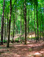 Naklejka premium Forest landascape in northern Poland.