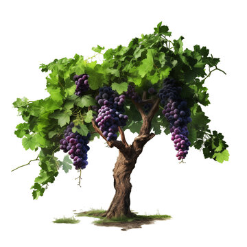 grape tree