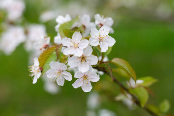 Prunus cerasus flowering tree flower, beautiful white petals tart dwarf cherry flowers in bloom. Garden fruit tree with blossom flowers