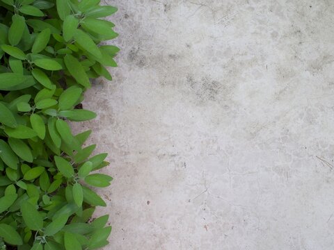 Sage growing at the side of a concrete surface