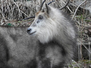 ニホンカモシカ
