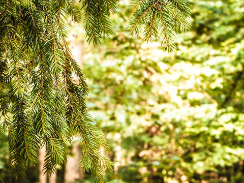 Forest background. Close-up of spruce branches.