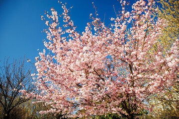 pink flowers under blue sky