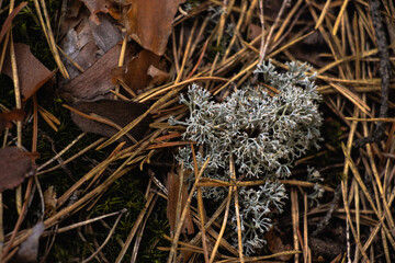 Lichen Evernia prunastri or Oakmoss on a branch on forest floor