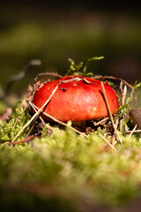 Fly agaric hiding under moss. Bright red fly agaric. Bright mushroom. Poisonous mushroom. Autumn