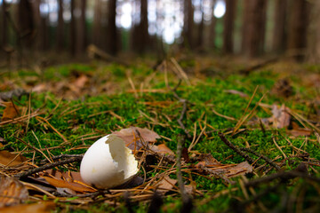Broken bird egg on the floor