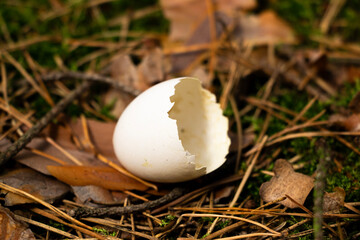 Broken bird egg on the floor
