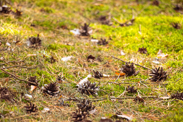 Pine cones are good and dry, and some are open. Green grass. Warm summer day. The forest in the background.