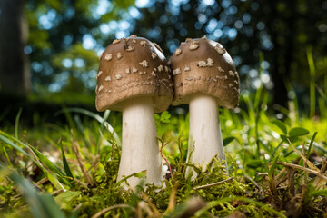 White and Brown Mushroom Growing in Moss and Green Grass