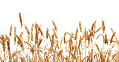 Golden wheat field against sky