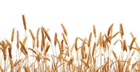 Golden wheat field against sky