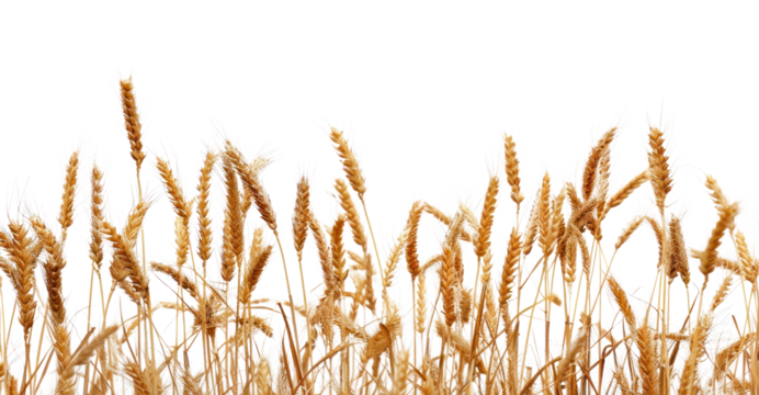 Golden wheat field against sky