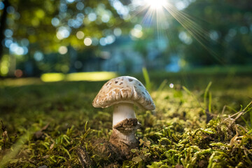 White and Brown Mushroom Growing in Moss and Green Grass