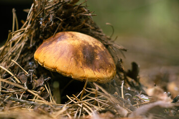 Boletus edulis edible mushroom in the forest