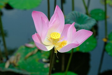 Obraz premium CloseUp Lotus stamen flower in a pond.