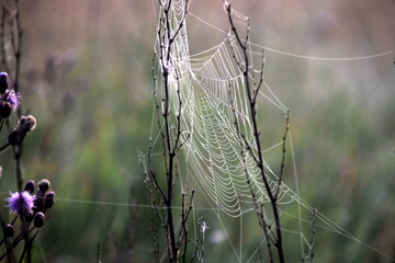 Spider web with rain drops in the morning sunlight during fog. spider net on wheat field