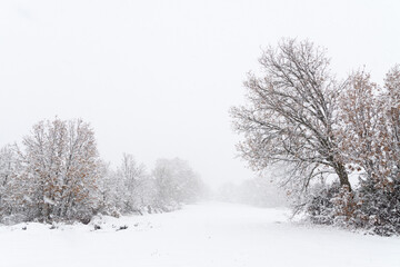 Snowy landscape in an oak forest with the branches of the trees covered by snow in winter.