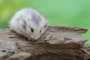 A campbell dwarf hamster hunt for termites on a rotting tree trunk. This rodent has the scientific name Phodopus campbelli.