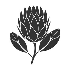 Protea flower silhouette black  stylized drawing isolated on white background.