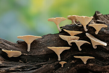 A collection of wild mushrooms of the type Lentinus sp that thrives on rotting tree trunks. This mushroom is safe for human consumption. 