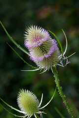 Wilde Karde (Dipsacus fullonum) Wildpflanze mit Stacheln, Volksheilkunde 