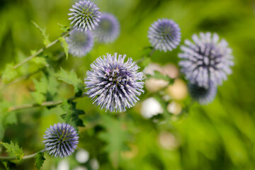 Obraz premium Kugeldistel im Garten, Zierpflanze