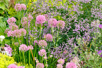 Zierlauch mit rosa Blüten im Blumenbeet 
