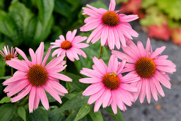 Obraz premium Purpur-Sonnenhut (Echinacea purpurea) im Blumenbeet, Heilpflanze 