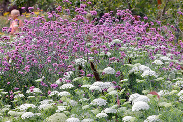 Patagonische Eisenkraut (Verbena bonariensis) oder Argentinische Verbene, Zierpflanze mit Blüten