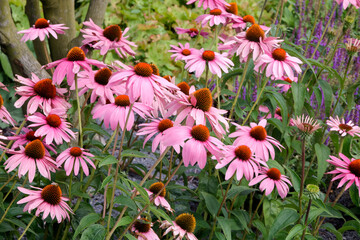 Purpur-Sonnenhut (Echinacea purpurea) im Blumenbeet, Heilpflanze 