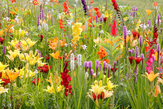 Bunte gemischte Sommerblumen, Zierpflanzen 