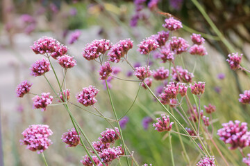 Patagonische Eisenkraut (Verbena bonariensis) oder Argentinische Verbene, Zierpflanze mit Blüten