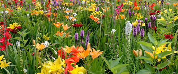Bunte gemischte Sommerblumen, Zierpflanzen, Panorama 
