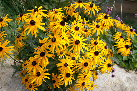 Gelbe Sonnenhut (Echinacea paradoxa) Scheinsonnenhut mit gelben Bl&uuml;ten 