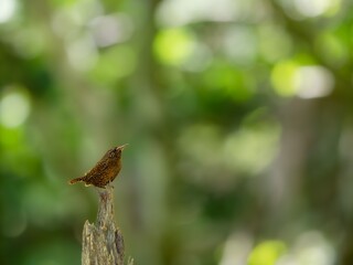 森の中で枯れ木に留まって周りを見渡しているミソサザイ