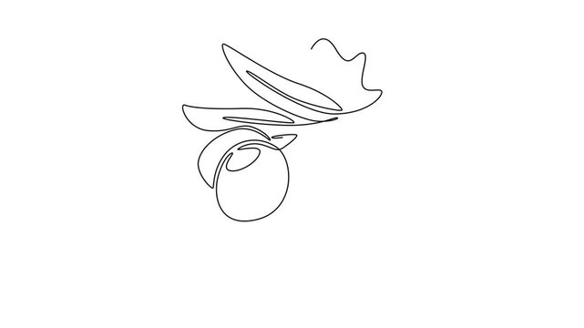 Animated self drawing of continuous line draw heap healthy freshness organic olive fruit for green garden logo identity. Fresh core ingredients concept for fruit icon. Full length one line animation
