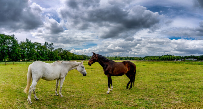 Two horses face each other in a vast green field under a cloudy sky. Trees line the horizon, and the grasses stretch out under the dramatic clouds.