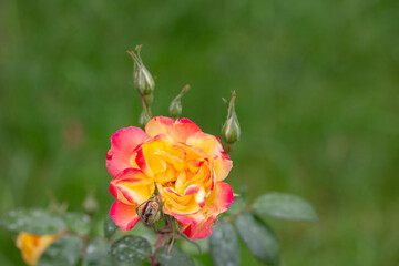 Floribunda rose. Rosa Coral Lions Rose. Orange and pink floribunda rose.