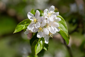 A blooming apple tree. Pink and white apple blossoms on a branch in spring. Floral spring and summer background.