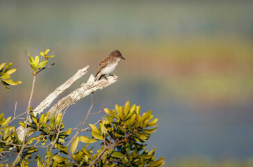 Easter Phoebe on a branch