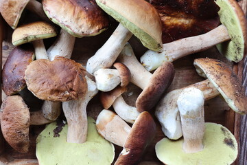 Freshly collected boletus in a wooden box on a brown background