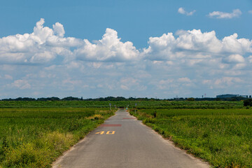 水田の上に広がる青空と白い雲