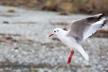 Seagull outdoor sea fly freedom