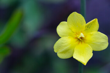 Spring. The Jasmine mesnyi in a greenhouse. (Jasminum mesnyi).
