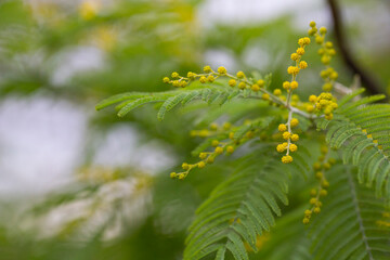 Close up. Spring Is Coming. Acacia Dealbata Tree With Gold Blossoms. Spring Mimosa Flowers. mimosa buds