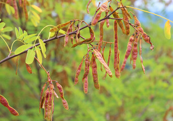 Young pods of Robinia pseudoacacia with seeds